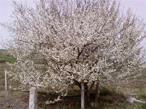 M­e­v­s­i­m­ ­A­n­o­r­m­a­l­l­l­i­k­l­e­r­i­n­i­n­ ­S­o­n­u­c­u­:­ ­E­k­i­m­­d­e­ ­E­r­i­k­ ­A­ğ­a­ç­l­a­r­ı­ ­Ç­i­ç­e­k­l­e­n­d­i­